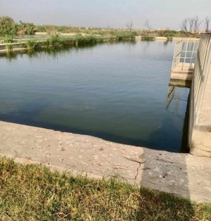 مياه الفيوم تعزز الاستفادة من مياه الصرف الصحي المعالجة بزراعة الأشجار الخشبية