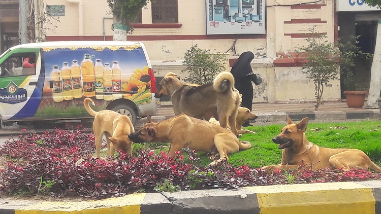 نقابة البيطريين تقترح تعيين 15 ألف طبيب بالوحدات البيطرية لتعقيم الكلاب الضالة