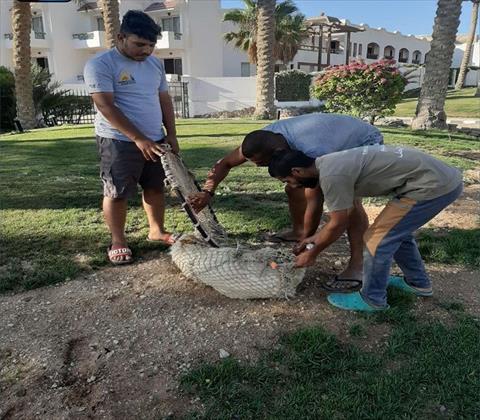 رئيس جمعيات الرفق بالحيوان: القانون الجديد يعتمد استراتيجية تعقيم الكلاب الضالة وليس قتلها