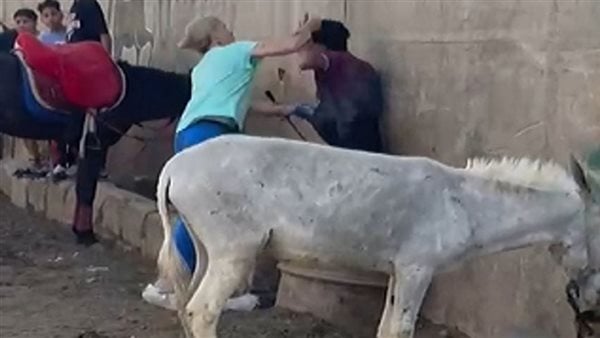 السجن أو الترحيل.. الصحافة الهولندية تُبرز واقعة تعدي سائحة على شاب ضرب حمارا بنزلة السمان السجن أو الترحيل.. الصحافة الهولندية تُبرز واقعة تعدي سائحة على شاب ضرب حمارا بنزلة السمان