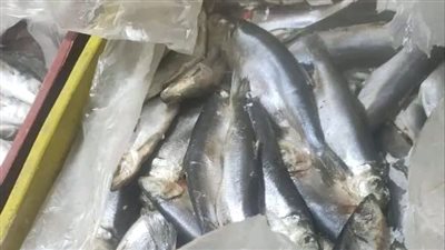 تموين الفيوم: تضبط نص طن أسماك مجمدة غير صالحة للاستهلاك تموين الفيوم: تضبط نص طن أسماك مجمدة غير صالحة للاستهلاك