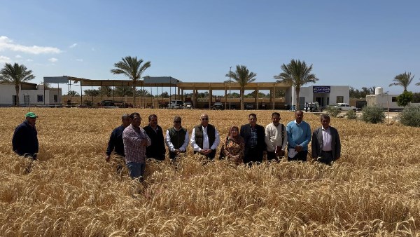 تفاصيل انطلاق موسم حصاد القمح في حقل محطة جنوب سيناء