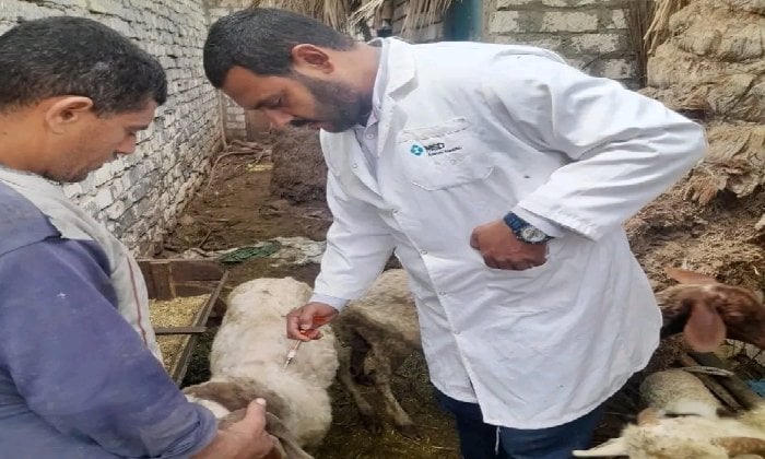 تحصين 184 ألف رأس ماشية ضد مرضى الحمى القلاعية و حمى الوادي المتصدع بالشرقية