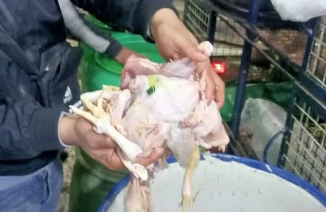 تزامناً مع أعياد الربيع وشم النسيم.. محافظ المنوفية: ضبط طن ونصف دواجن مجهولة المصدر