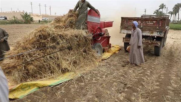 بدء موسم حصاد القمح بمحافظة القليوبية بدء موسم حصاد القمح بمحافظة القليوبية