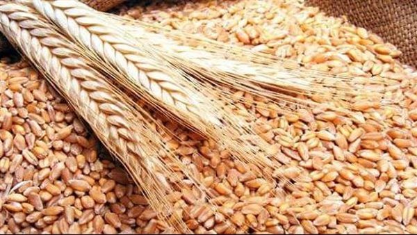 المالية تسدد 3 مليارات جنيه الأسبوع المقبل باقي مستحقات المزارعين الذين وردوا محصول القطن
