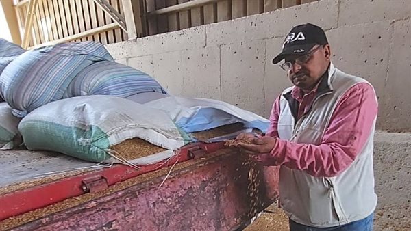 الجيزة تفتح أبواب الصوامع والشون لاستقبال الذهب الأصفر الجيزة تفتح أبواب الصوامع والشون لاستقبال الذهب الأصفر