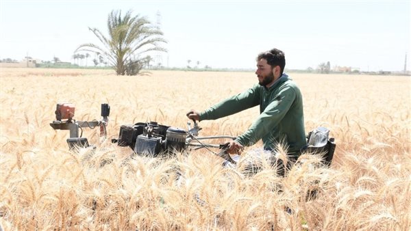 محافظ الفيوم يفتتح موسم حصاد القمح بأحد الحقول الزراعية بقصر رشوان.. صور