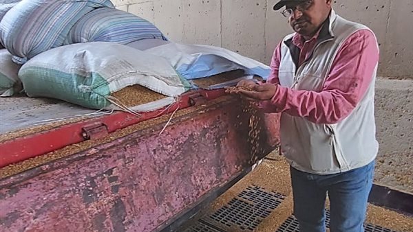 محافظ الجيزة: المواقع التخزينية بدأت في استقبال القمح المحلي من المزارعين محافظ الجيزة: المواقع التخزينية بدأت في استقبال القمح المحلي من المزارعين