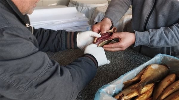 ضبط 8.5 طن أسماك مدخنة ومملحة غير صالحة للاستهلاك بالغربية ضبط 8.5 طن أسماك مدخنة ومملحة غير صالحة للاستهلاك بالغربية