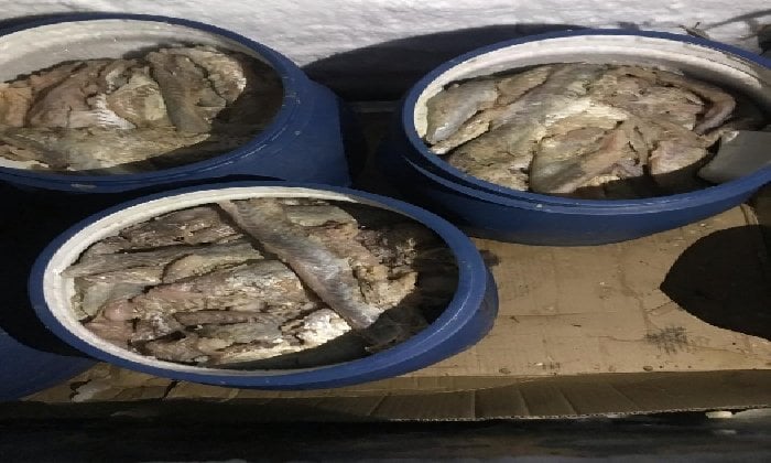 ضبط أكثر من 10 أطنان فسيخ ورنجة فاسدة خلال حملات مكثفة بأسواق القاهرة استعدادًا لأعياد الربيع