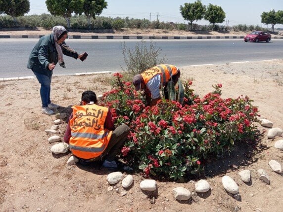 استعدادًا للاحتفال بأعياد الربيع.. زراعة الزهور وتهذيب المسطحات الخضراء بحدائق وميادين الإسماعيلية