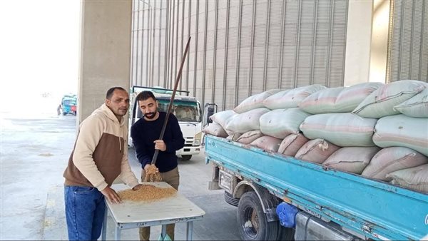 ضمن موسم حصاد 2025.. شون وصوامع المنيا تستقبل أطنان من القمح