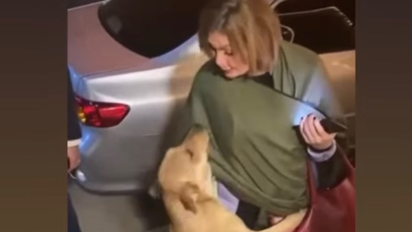 يسرا تداعب كلاب الشوارع: مفيش أحلى من البني آدم اللي في قلبه رحمة