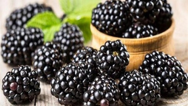 فوائد صحية غير متوقعة.. ماذا يحدث لجسمك عند تناول التوت الأسود؟