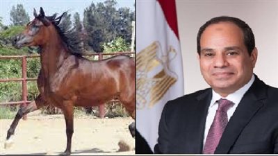للمرة الأولي منذ 15 عاما.. سعيد شرباش: مشاركة دولية في بطولة مصر التعاونية لجمال الحصان العربي