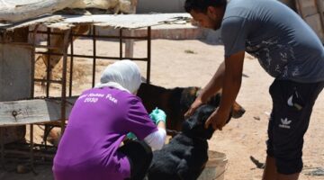 نقابة البيطريين تحذر من التخلص العشوائي للكلاب