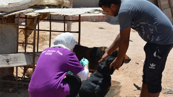 نقابة البيطريين تحذر من التخلص العشوائي للكلاب نقابة البيطريين تحذر من التخلص العشوائي للكلاب