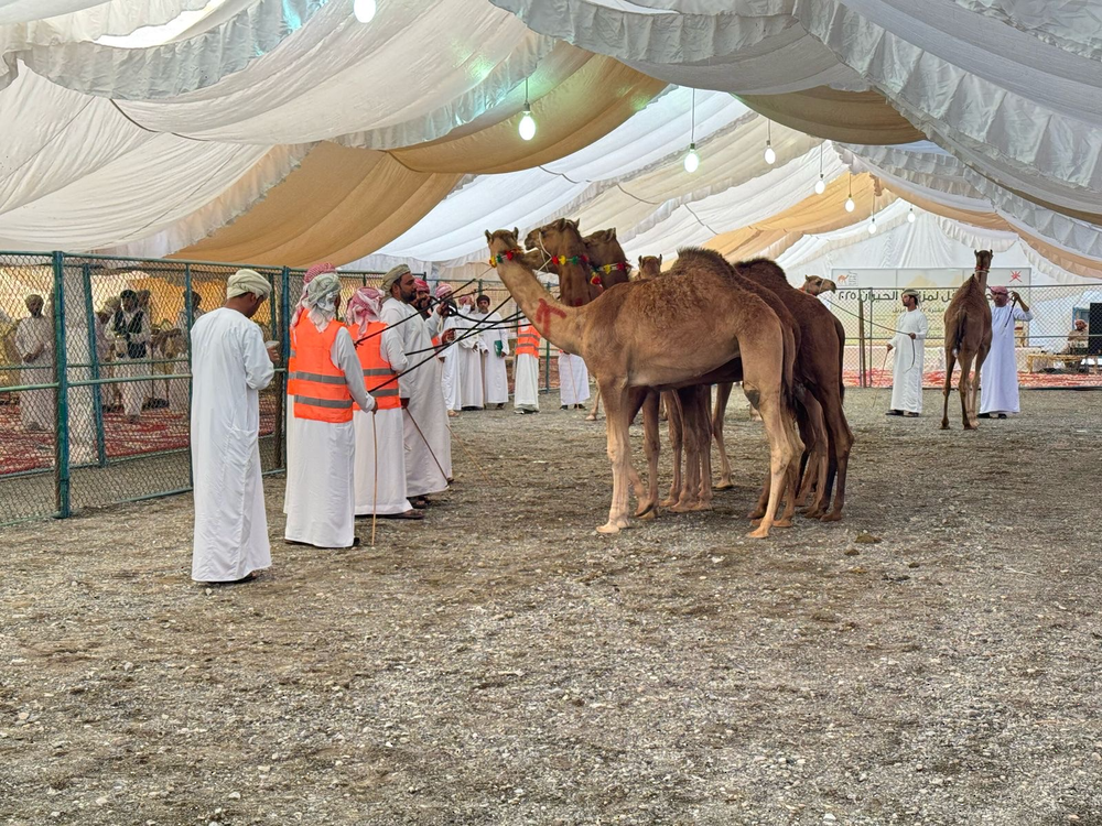 انطلاقُ مهرجان مزاينة الحيران الرابع بولاية ينقل انطلاقُ مهرجان مزاينة الحيران الرابع بولاية ينقل