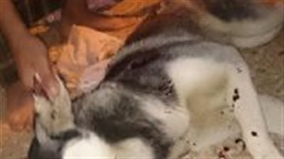 اخلاء سبيل الطبيب البيطرى صاحب واقعة "الكلب الهاسكى" بالغربية