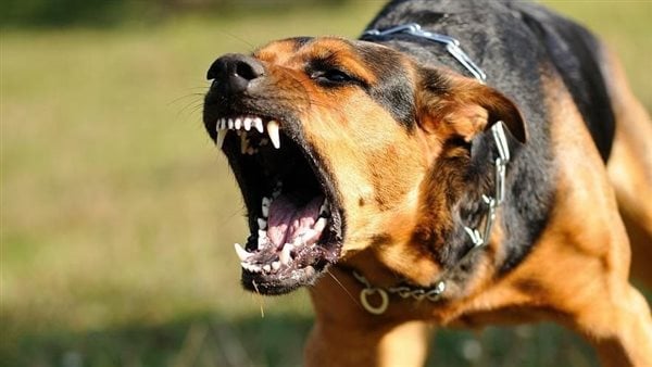 تشكيل لجنة فنية مركزية لمجابهة الحيوانات الضالة الخطرة على الإنسان أو الحيوان