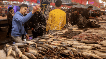 البوري والجمبري يرتفعان.. أسعار الأسماك اليوم السبت 26 أبريل 2025