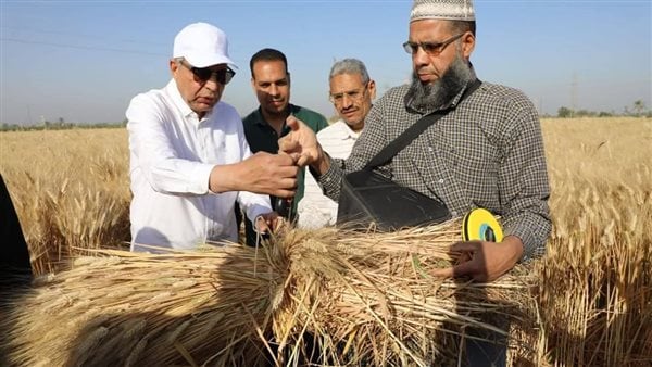محافظ المنيا يشارك الفلاحين فرحة حصاد القمح بسمالوط
