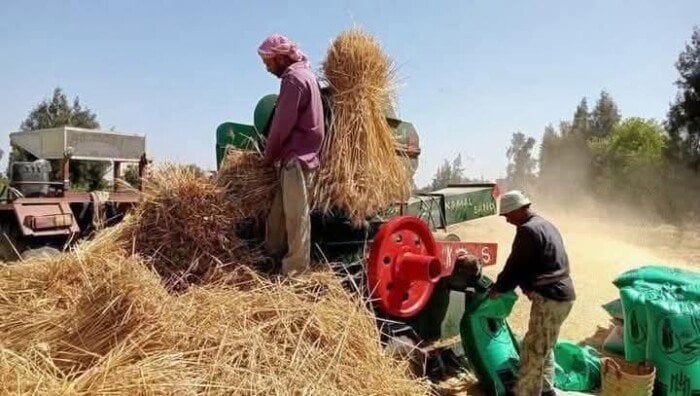 انتهاء حصاد 18 ألف فدان من القمح بالمنوفية