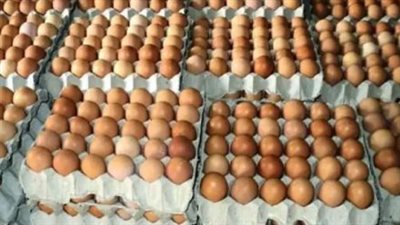شعبة الدواجن: سعر كرتونة البيض وصلت إلى 90 جنيه