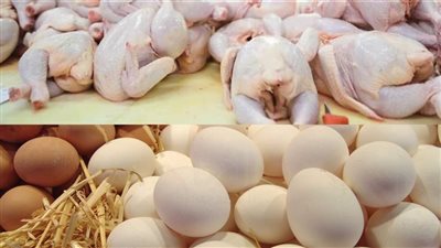 كرتونة البيض تكسر حاجز الغلاء.. أسعار تتراجع 45% بدعم من الإنتاج القياسي و14 مليار بيضة في الأفق