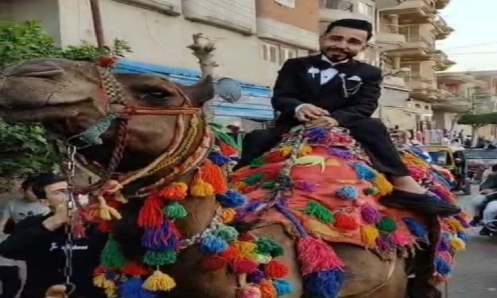 بدل العربية.. عريس يُفاجئ عروسته بزفة على ظهر جمل في الشرقية