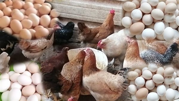انخفاض أسعار الدواجن والبيض اليوم.. ومفاجأة فى سعر البانيه