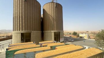 استمرار توريد الأقماح المحلية بالإسكندرية