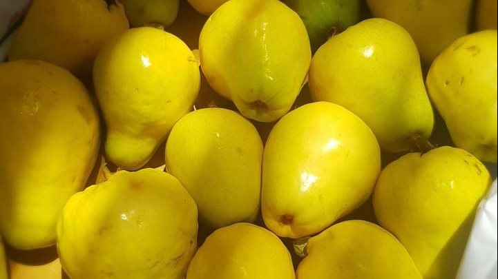 6 توصيات هامة لمزارعي الجوافة يجب مراعاتها.. تعرف عليها