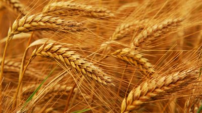 الذهب الأبيض في أيدٍ أمينة.. تخفيضات كبيرة على معدات الحصاد|تفاصيل