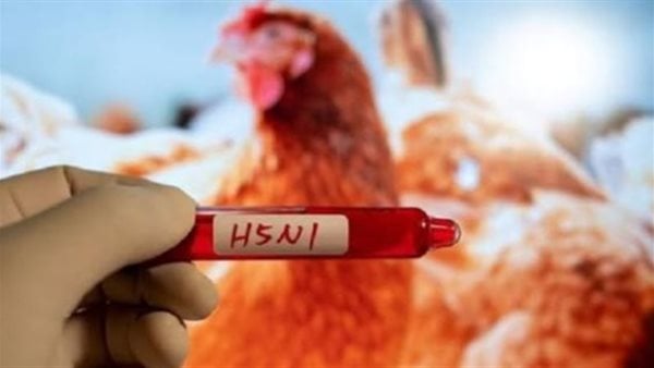 خبراء يحذرون من وباء جديد في الولايات المتحدة بسبب تفشي إنفلونزا الطيور