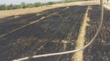 السيطرة على حريق نشب في مزرعة قمح بالمنيا