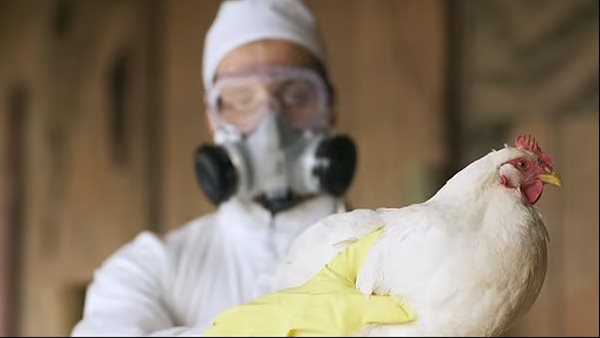 إنفلونزا الطيور تهدد الصحة العالمية.. تحذيرات عاجلة من وباء وشيك