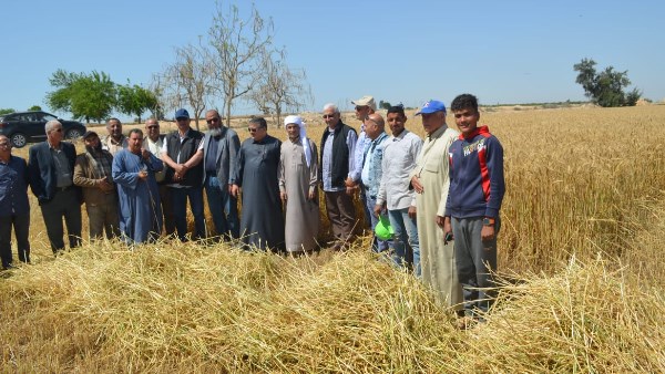 الزراعة تواصل متابعة أعمال حصاد وتوريد القمح بالمحافظات