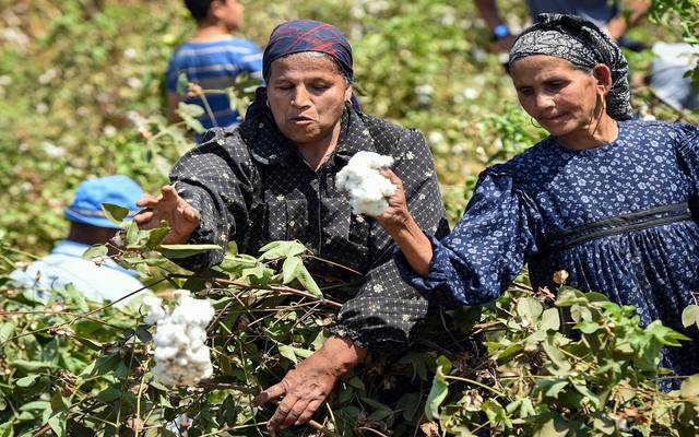 وزارة المالية تسدد 3 مليارات جنيه الأسبوع المقبل باقي مستحقات المزارعين موردي محصول القطن وزارة المالية تسدد 3 مليارات جنيه الأسبوع المقبل باقي مستحقات المزارعين موردي محصول القطن