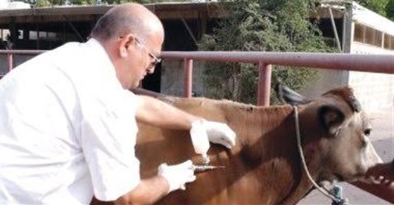 تحصين 50% من الثروة الحيوانية بجنوب سيناء ضد الحمى القلاعية والوادي المتصدع