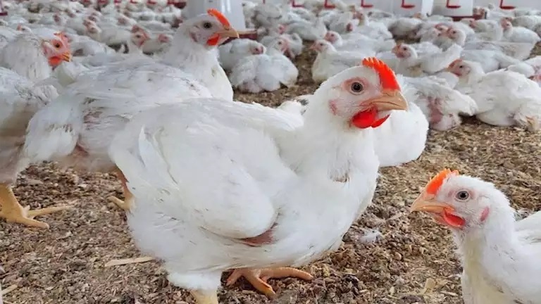 78 جنيها للكيلو.. انخفاض أسعار الدواجن بأسواق كفر الشيخ