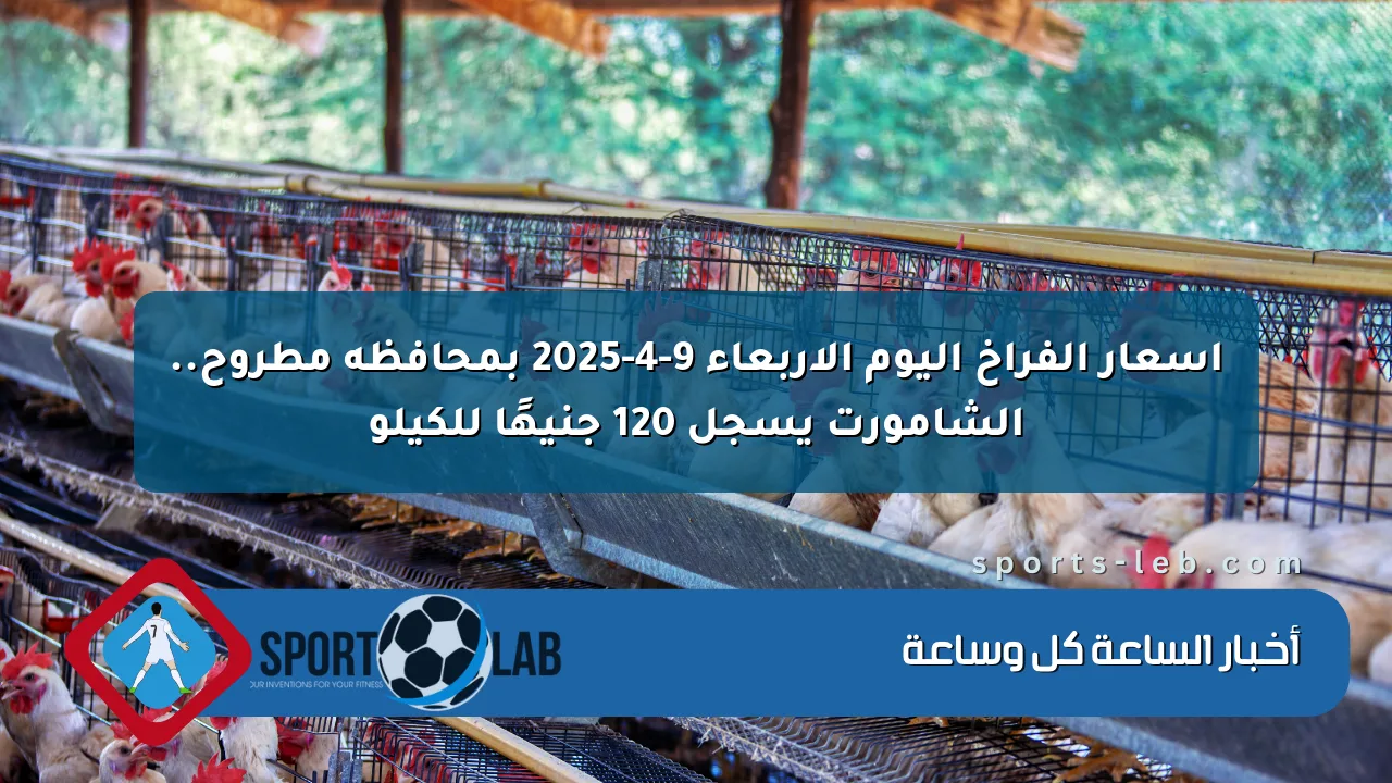 أسعار الفراخ اليوم الأربعاء 9-4-2025 بمحافظة مطروح.. الشامورت يسجل 120 جنيهًا للكيلو أسعار الفراخ اليوم الأربعاء 9-4-2025 بمحافظة مطروح.. الشامورت يسجل 120 جنيهًا للكيلو