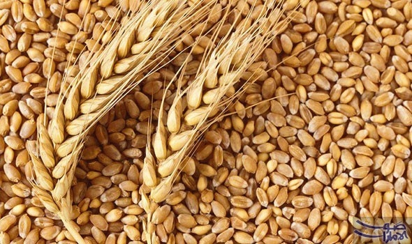 وكيل وزارة الزراعة بالغربية يتفقد شونة القمح المركزية بقطور