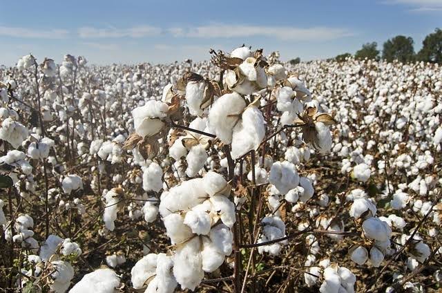 المالية تعلن تسديد 3 مليارات جنيه باقى مستحقات مزارعي القطن المالية تعلن تسديد 3 مليارات جنيه باقى مستحقات مزارعي القطن