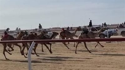 بذكرى تحرير سيناء.. انطلاق مهرجان الهجن بمدينة العريش