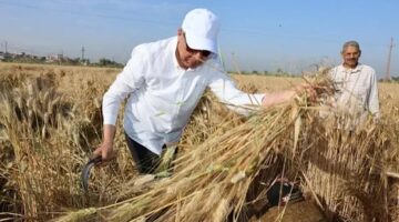 محافظ المنيا يشارك الفلاحين فرحة حصاد القمح