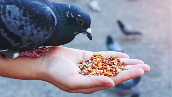 جريمة إطعام الحمام والكعب العالي.. 6 قوانين غريبة تحكم الحياة حول العالم