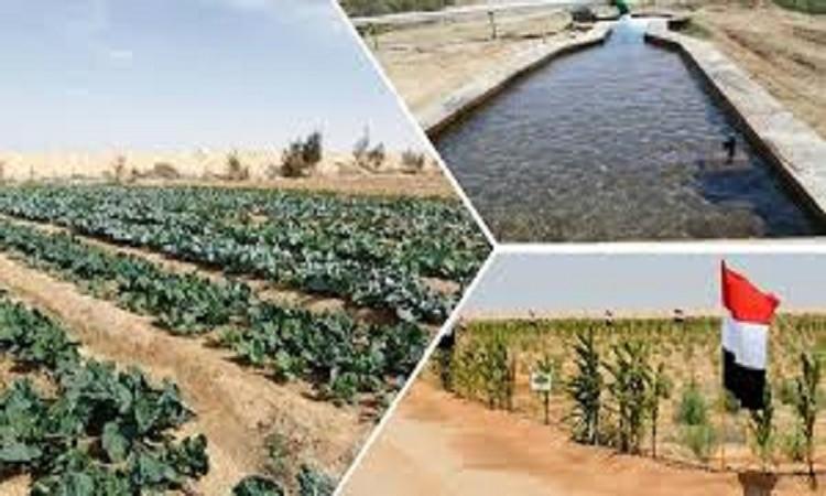 د. عماد راشد: مركز بحوث الصحراء يواصل جهود التنمية الزراعية في سيناء