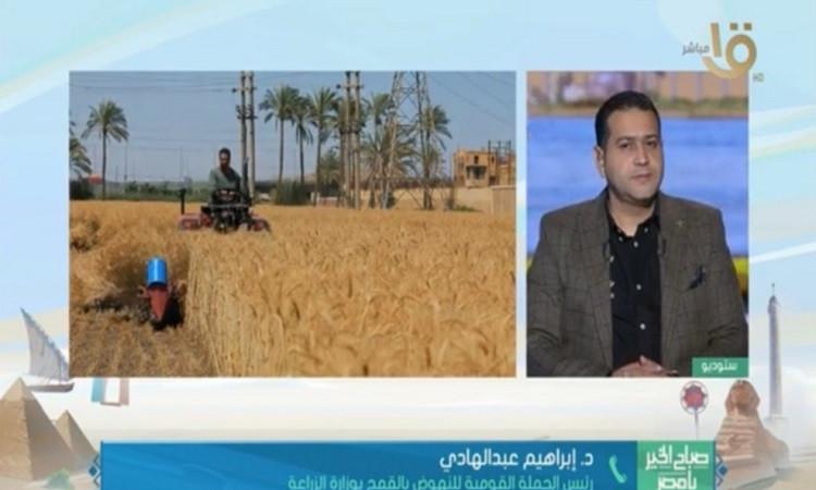 د.عبد الهادي: مصر تعزز إنتاج القمح ببذور متطورة وتقنيات تخزين حديثة